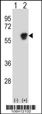 Anti-NAP1L1 Rabbit Polyclonal Antibody