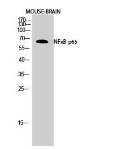 Western blot analysis of mouse brain cells using Anti-NF-kappaB p65 Antibody