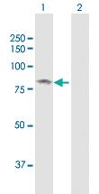 Anti-SMPD3 Rabbit Polyclonal Antibody