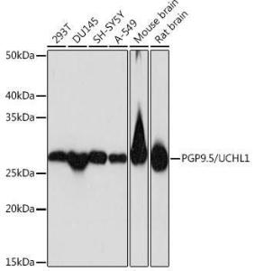 Western blot analysis of extracts of various cell lines, using Anti-PGP9