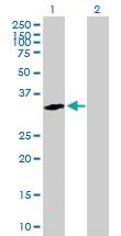 Anti-RGN Mouse Polyclonal Antibody