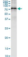 Anti-SMPD3 Rabbit Polyclonal Antibody