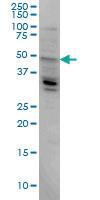 Anti-CERS4 Mouse Monoclonal Antibody [clone: 2G6]