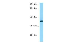 Anti-RGR Rabbit Polyclonal Antibody