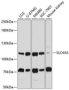 Western blot analysis of extracts of various cell lines, using Anti-SLC4A5 Antibody (A11313) at 1:1,000 dilution. The secondary antibody was Goat Anti-Rabbit IgG H&L Antibody (HRP) at 1:10,000 dilution.