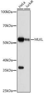 Western blot analysis of extracts of various cell lines, using Anti-MLKL Antibody [ARC0165] (A308816) at 1:1,000 dilution