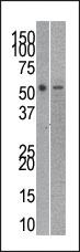 Anti-PDE1B Rabbit Polyclonal Antibody