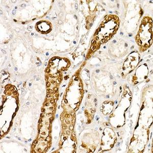 Immunohistochemistry analysis of paraffin-embedded human kidney using Anti-PGP9