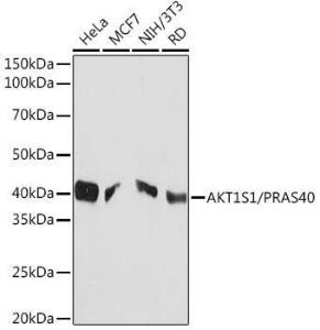 Western blot analysis of extracts of various cell lines, using Anti-PRAS40 Antibody [ARC1965] (A308817) at 1:1,000 dilution