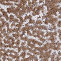 Anti-WDR47 Rabbit Polyclonal Antibody