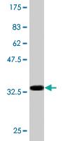 Anti-ACTL6A Mouse Monoclonal Antibody [clone: 3C4]