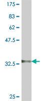 Anti-RPS11 Mouse Polyclonal Antibody