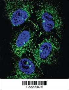 Anti-ADH7 Rabbit Polyclonal Antibody