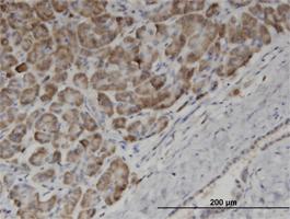 Anti-EDF1 Mouse Monoclonal Antibody [clone: 3E6]