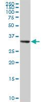 Anti-RGN Mouse Polyclonal Antibody