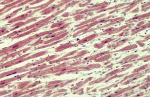 Anti-IRAK4 Goat Polyclonal Antibody