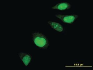 Anti-EDF1 Mouse Monoclonal Antibody [clone: 3E6]