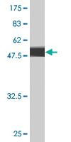 Anti-FGA Mouse Monoclonal Antibody [clone: 1D12]