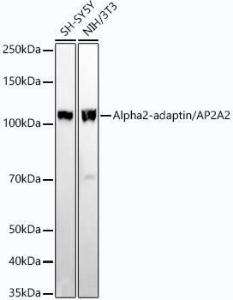 Western blot analysis of extracts of various cell lines, using Anti-alpha Adaptin Antibody [ARC54447] (A308819) at 1:20,000 dilution. The secondary antibody was Goat Anti-Rabbit IgG H&L Antibody (HRP) at 1:10,000 dilution.