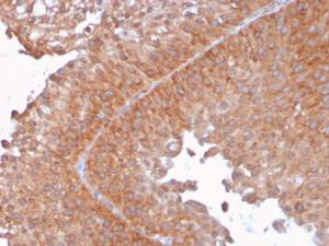 Anti-SERBP1 Mouse Monoclonal Antibody [clone: SERBP1/3492]