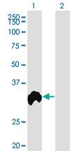 Anti-RGN Mouse Monoclonal Antibody [clone: 4B9]