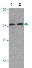 Anti-FOXO3 Rabbit Polyclonal Antibody