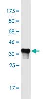 Anti-OTOS Mouse Monoclonal Antibody [clone: 6C6]