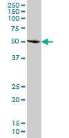 Anti-SMAD2 Mouse Monoclonal Antibody [clone: 2D7]