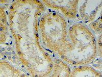 Anti-DNAJB9 Goat Polyclonal Antibody