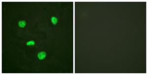 Immunofluorescence analysis of HeLa cells using Anti-Histone H3.3 Antibody. The right hand panel represents a negative control, where the antibody was pre-incubated with the immunising peptide.