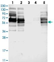 Anti-G3BP2 Rabbit Polyclonal Antibody