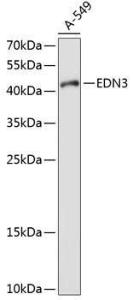 Western blot analysis of extracts of A-549 cells, using Anti-EDN3 Antibody (A11316) at 1:1,000 dilution The secondary antibody was Goat Anti-Rabbit IgG H&L Antibody (HRP) at 1:10,000 dilution Lysates/proteins were present at 25 µg per lane