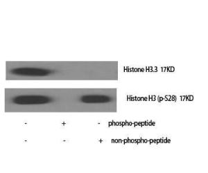 Western blot analysis of Hela cells using Anti-Histone H3.3 Antibody