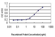 Anti-EGFL7 Mouse Monoclonal Antibody [clone: 2H6]