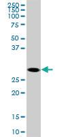 Anti-SOX15 Mouse Monoclonal Antibody [clone: 1B3]