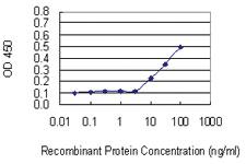 Anti-RGN Mouse Monoclonal Antibody [clone: 4B9]