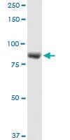 Anti-LRSAM1 Rabbit Polyclonal Antibody