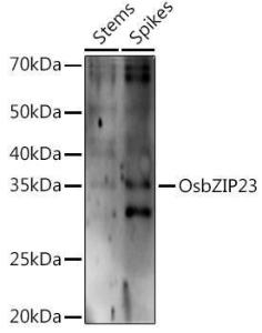 Western blot analysis of extracts of various tissues from the japonica rice (Oryza sativa L. ) variety Zhonghua 11, using Anti-BZIP23 Antibody (A309738) at 1:1000 dilution. The secondary Antibody was Goat Anti-Rabbit IgG H&L Antibody (HRP) at 1:10000 dilution