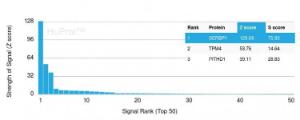 Anti-SERBP1 Mouse Monoclonal Antibody [clone: SERBP1/3492]