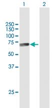 Anti-CTSF Mouse Polyclonal Antibody