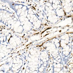 Immunohistochemistry analysis of paraffin-embedded rat colon using Anti-PGP9