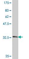 Anti-CCL25 Mouse Polyclonal Antibody