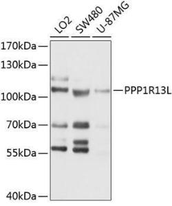 Western blot analysis of extracts of various cell lines, using Anti-iASPP Antibody (A11319) at 1:1,000 dilution