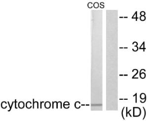 Western blot analysis of lysates from COS7 cells using Anti-Cytochrome c Antibody. The right hand lane represents a negative control, where the antibody is blocked by the immunising peptide.