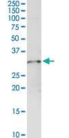 Anti-GSTO1 Rabbit Polyclonal Antibody