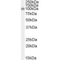 Anti-NEDD9 Goat Polyclonal Antibody