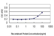 Anti-PRKAB2 Mouse Monoclonal Antibody [clone: 2G9]