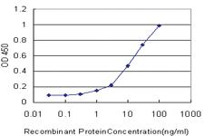 Anti-SMAD2 Mouse Monoclonal Antibody [clone: 2D7]