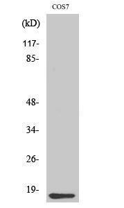 Western blot analysis of various cells using Anti-Cytochrome c Antibody