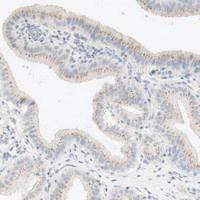 Anti-MANEA Rabbit Polyclonal Antibody